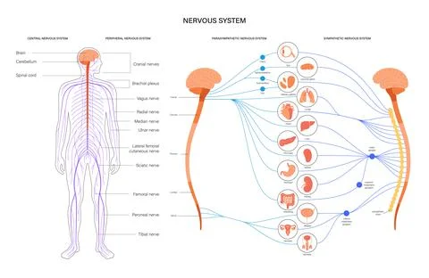 Autonomic nervous system 스톡 일러스트