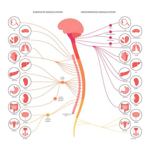 Autonomic nervous system Stock Illustration