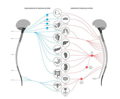 Autonomic nervous system 스톡 일러스트