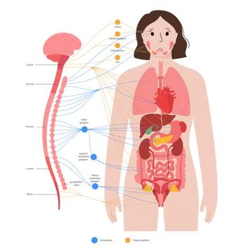 Autonomic nervous system Stock Illustration