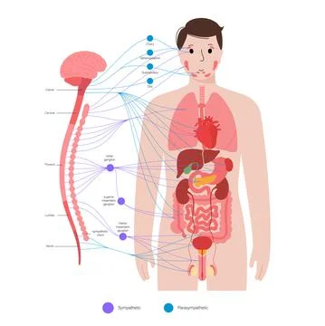 Autonomic nervous system Stock Illustration