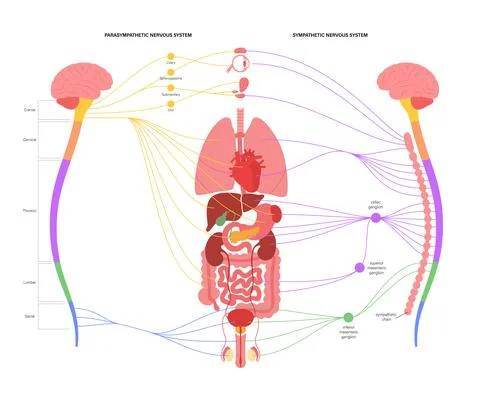Autonomic nervous system 스톡 일러스트