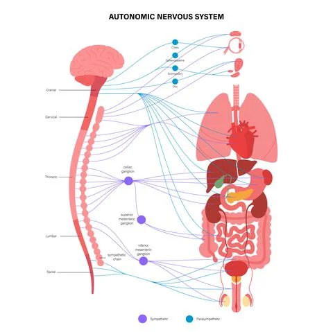 Autonomic nervous system Stock Illustration