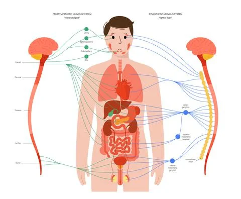 Autonomic nervous system Stock Illustration