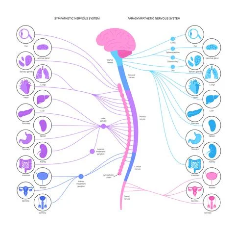 Autonomic nervous system Stock Illustration
