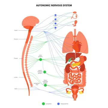 Autonomic nervous system Stock Illustration