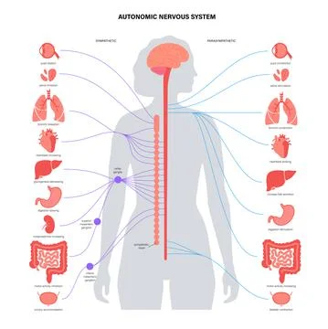 Autonomic nervous system 스톡 일러스트