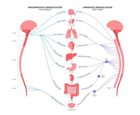 Autonomic nervous system Stock Illustration