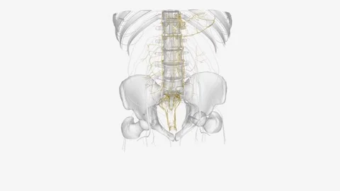 Autonomic nervous system is a network of nerves throughout your body that Stock Footage 271045802