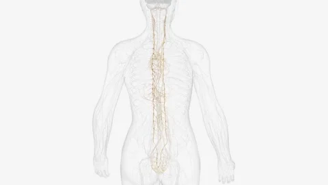 Autonomic nervous system is a network of nerves throughout your body that Stock Footage 271053364