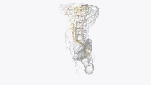 Autonomic nervous system is a network of nerves throughout your body that c.. イラスト素材