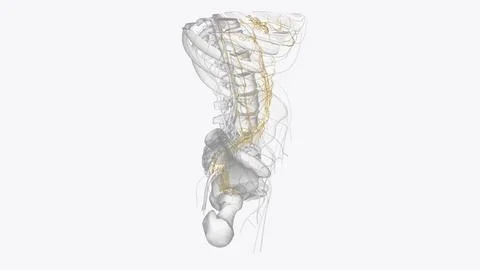 Autonomic nervous system is a network of nerves throughout your body that c.. イラスト素材