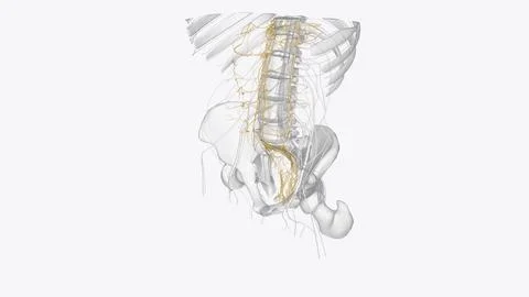 Autonomic nervous system is a network of nerves throughout your body that c.. イラスト素材