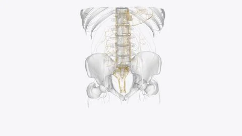 Autonomic nervous system is a network of nerves throughout your body that c.. Stock Illustration