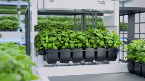 Autonomous farm robots transporting organic grown herbs in automated vertical Vidéo 279495986