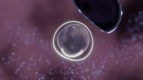 Autophagy Animation Stock Footage 171635907