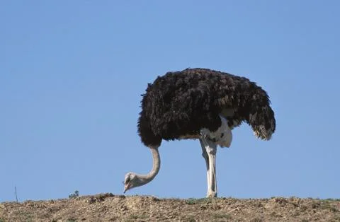 AUTRUCHE struthio camelus Stock Photos