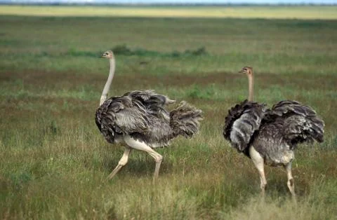 AUTRUCHE struthio camelus Stock Photos