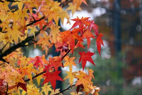 Autum colored Stock Photos