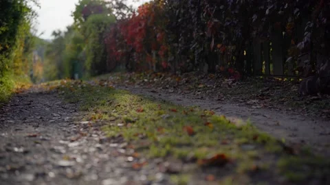 Autum colorful path Video stock 218812622