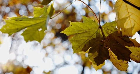 Autum colors below a tree of maple leaf. Close up Stock Footage 119415484