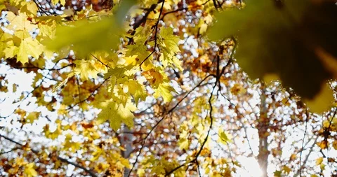 Autum colors below a tree of maple leaf. Midle shot Stock Footage 119417312
