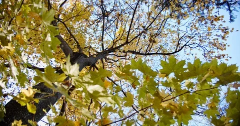 Autum colors below a tree of maple leaf. Tree is taken from below. Close up Stock-Footage 119417921