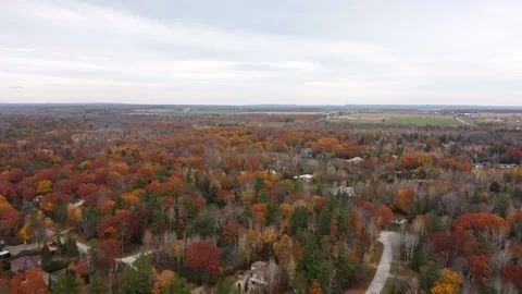 Autum day with fall foliage Stock Footage 169544705