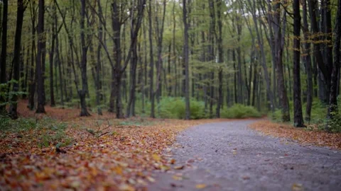 Autum falling leaves forest Video stock 218625691