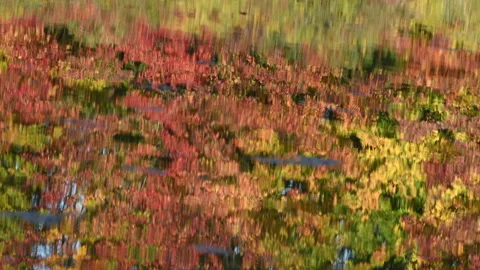 Autum foliage Stock-Footage 164597726