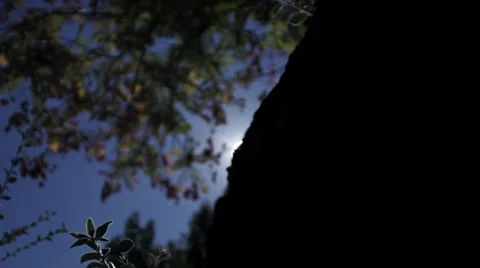 Autum Stock Footage 32107321