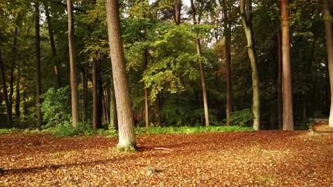 Autum forest Stock Footage 152521313