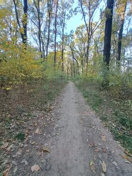 Autum forest path Stock Photos