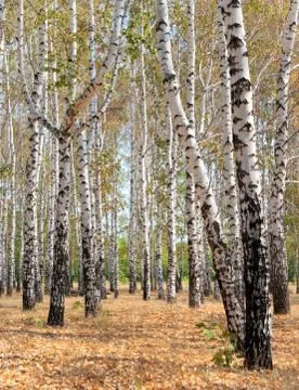 Autum forest Foto stock