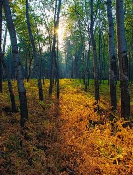 Autum forest Foto stock