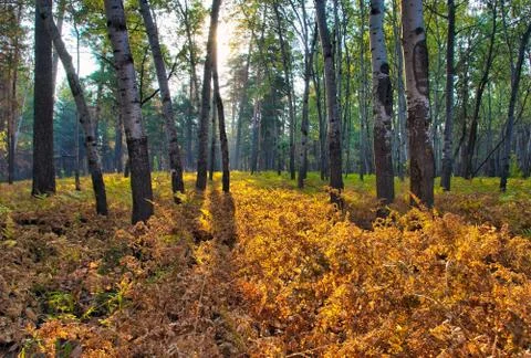 Autum forest Foto stock