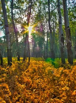 Autum forest Foto stock