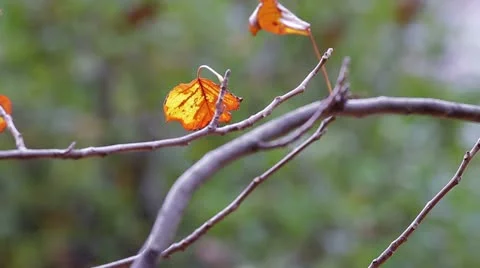 Autum Leaf on a Branch Stock Footage 19360876