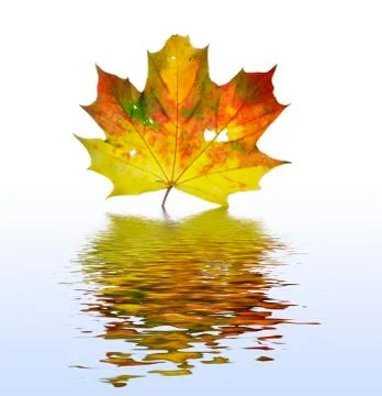 Autum leaf Fotos de archivo