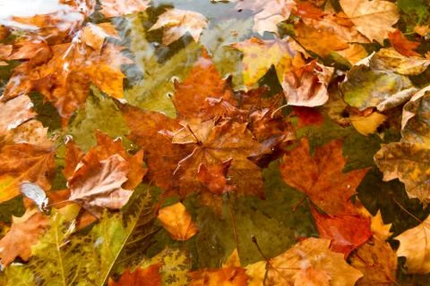 Autum leaf Stock Photos