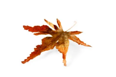 Autum leaf Stock Photos