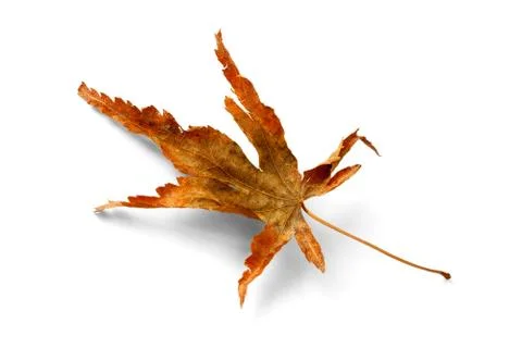 Autum leaf Stock Photos