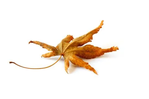 Autum leaf Stock Photos