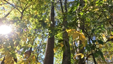 Autum Leafs Stock Footage 287491672