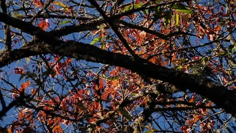 Autum leafs HD 45 Stock Footage 145431528