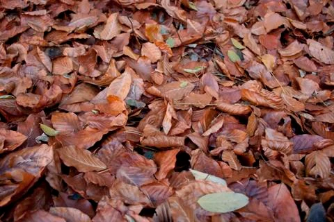 Autum Leafs Stock Photos