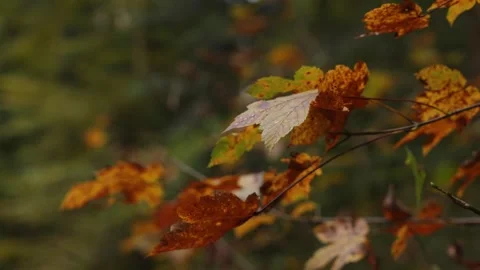 Autum Leaves close up Stock Footage 288865619