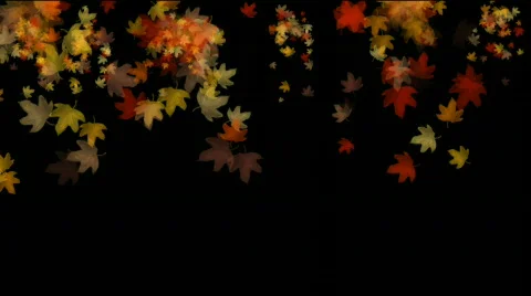 Autum leaves falling Video stock 700054