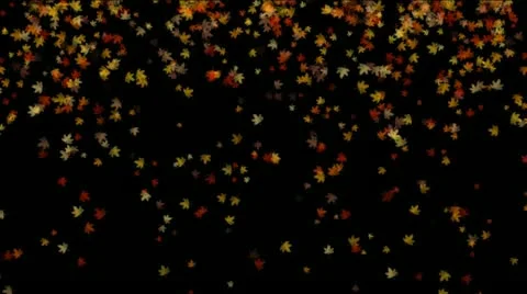 Autum leaves falling to the ground Stock Footage 10834593