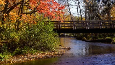 Autum leaves falling over a slow moving river. Stock Footage 118719609